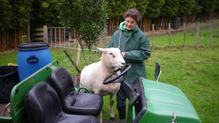 brunette girl and a sheep standing next to a small green car