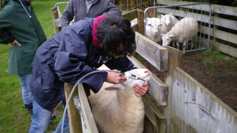 black-haired boy in blue jacket feeding a sheep apple cider vinegar