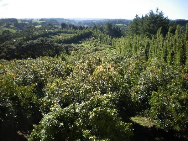 aerial view of macadamia nut orchard