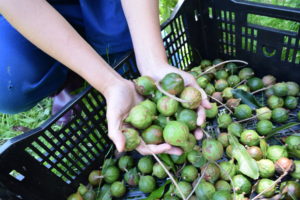 two hands holding macadamia nuts over a crate of nuts