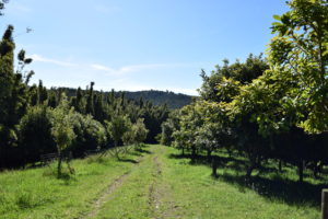 view down a path through macadamia nut orchard
