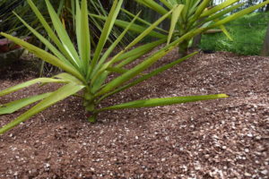 ground macadamia nut shell around a plant