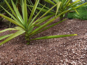 ground macadamia nut shell around a plant