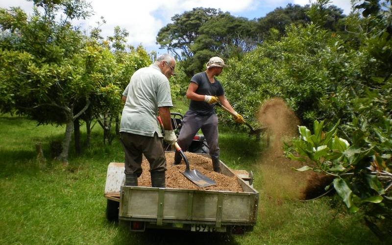 two men standing in trailer, shovelling nut husks inside to around macadamia nut trees