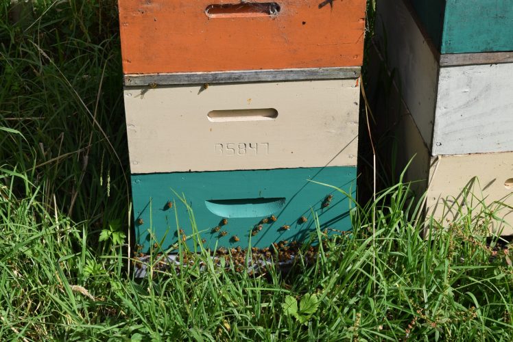 Beehive close-up DSC_0112