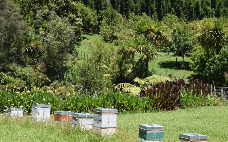 Beehives 2 DSC_0096