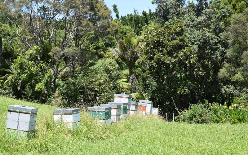 Beehives DSC_0094