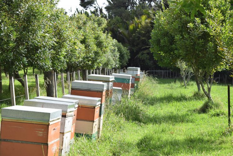 Beehives in the orchard DSC_0110