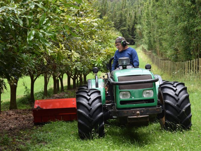 Cutting grass in orchard DSC_0055