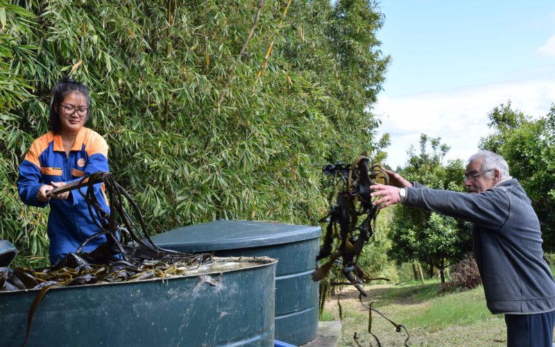 black-haired girl and white-haired man putting seaweed in big vat