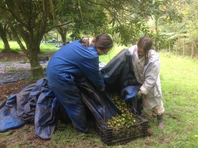 two young girls moving macadamia nuts from blue tarp to crate