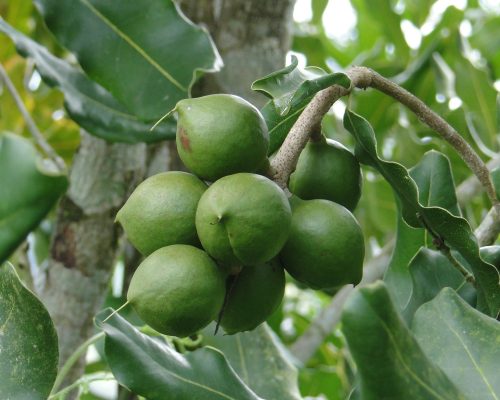 cluster of macadamia nuts on tree branch